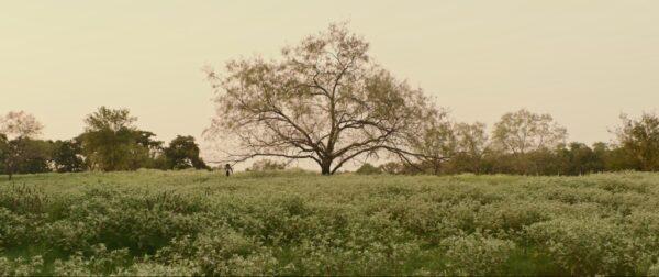 A scene near an oak tree in an open field. The distance of the scene, with the characters as barely moving specks, adds to and deepens the already palpable dread. (Rose Dove Entertainment)