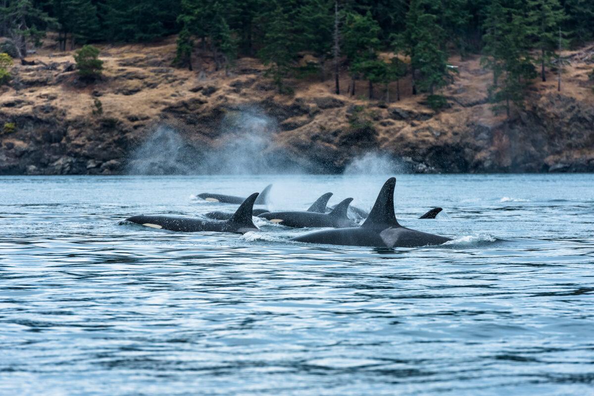 A group of orcas on Vancouver Island Coast. (Destination BC/Reuben Krabbe)