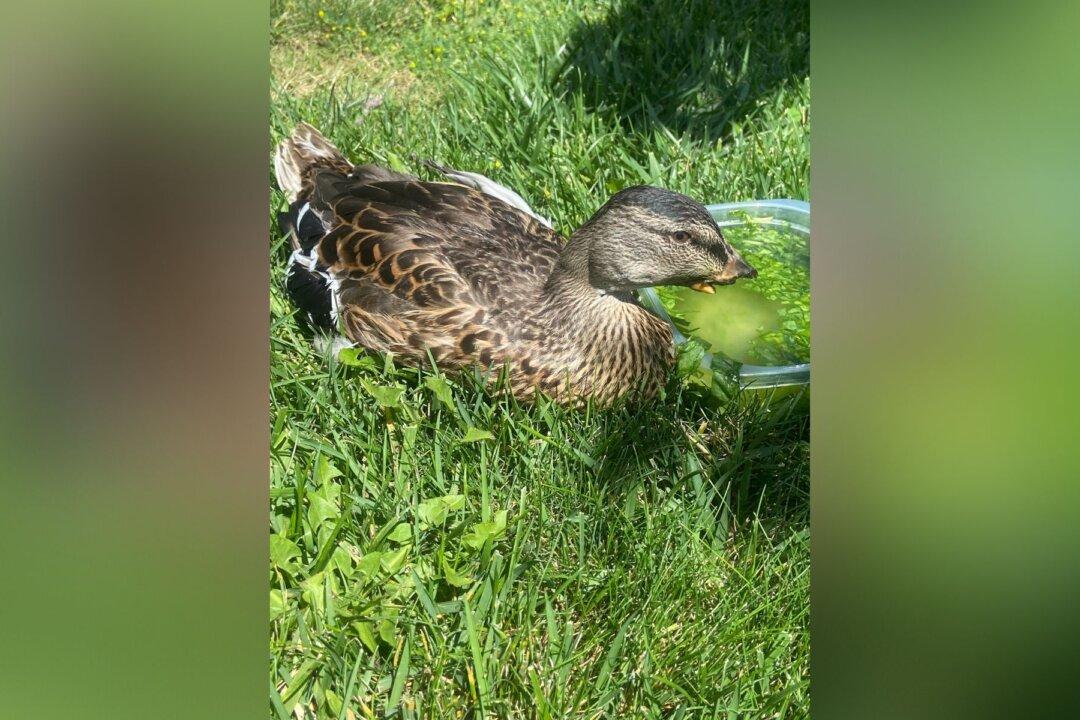 Third Duck Found in Fountain Valley With Bill Cut Off