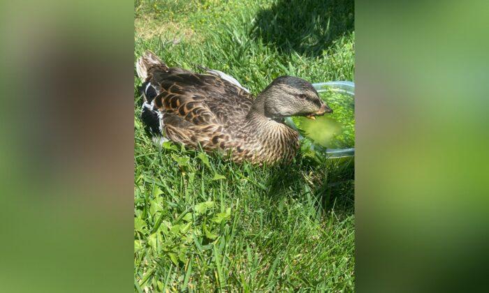 Third Duck Found in Fountain Valley With Bill Cut Off
