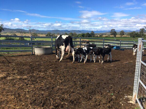 Dairy cow and calves at the Scenic Rim Robotic Dairy farm in Tamrookum, Queensland, Australia, on May 6, 2021. (Melanie Sun/The Epoch Times)