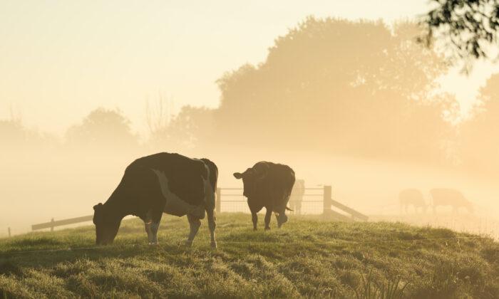 A Cut Above: The Many Benefits of Grass-Fed  Meat