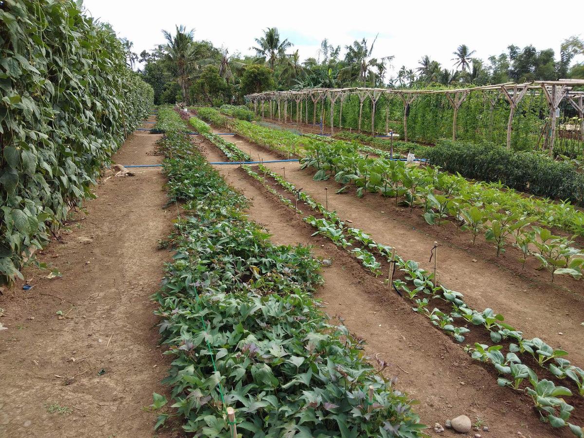 Mittleider gardens are planted using 18-inch-wide soil beds or grow boxes arranged in an accessible manner. The plants are spaced narrower and trained to grow vertically. (Courtesy of the Food for Everyone Foundation)