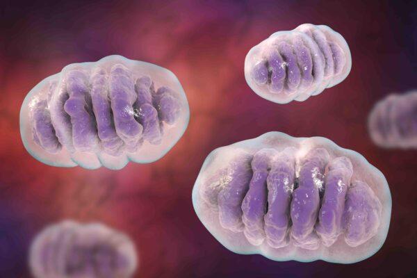 Mitochondria, membrane-enclosed cellular organelles that produce energy, 3D illustration. (Kateryna Kon/Shutterstock)