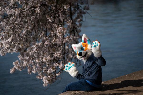 A person dressed as a "furry" sits under blooming cherry trees along the Tidal Basin in Washington on April 5, 2021. (Drew Angerer/Getty Images)