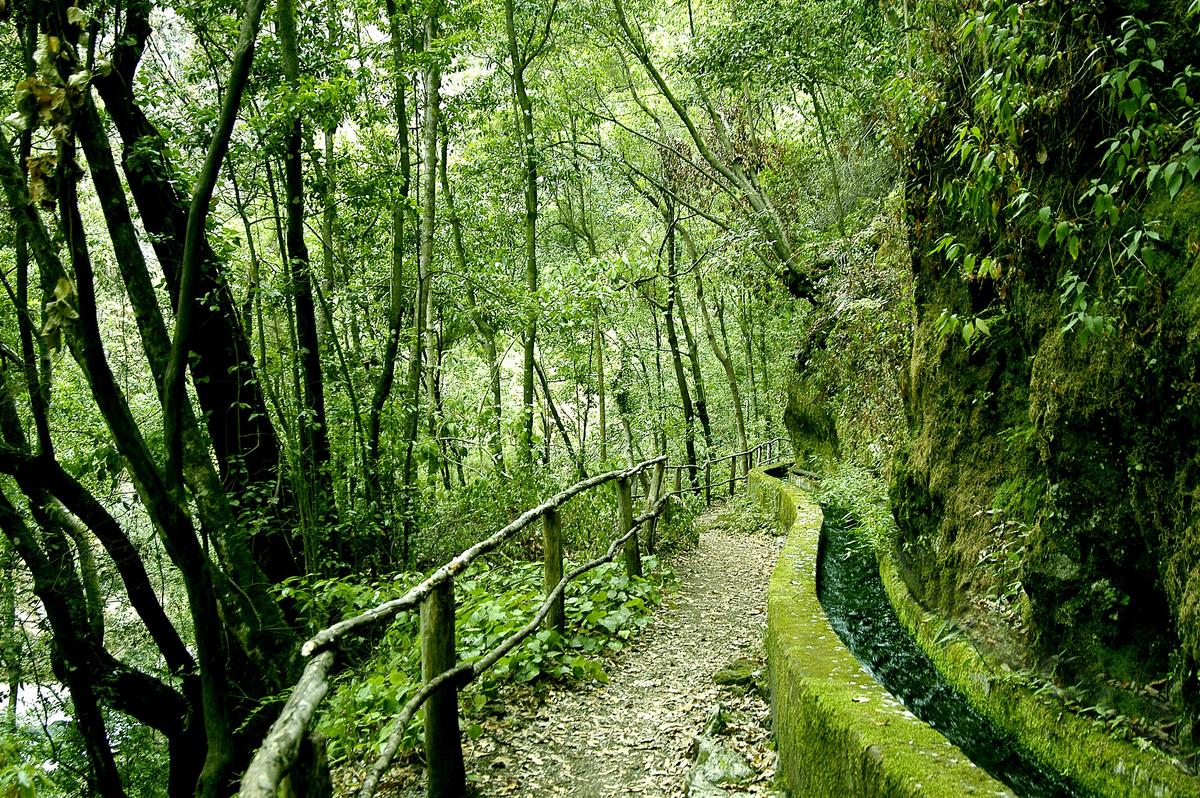 Hiking through the lush forest of Los Tilos. (Copyright VisitLaPalma.es)