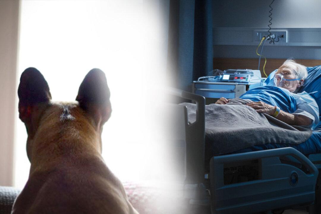 Do Animals Have ESP? Veterinarian Explores Accounts of Creatures That Seem to Possess Clairvoyance