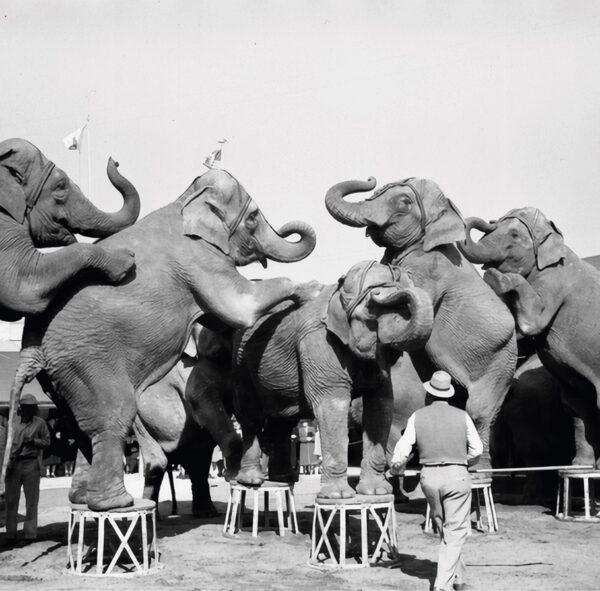 An animal trainer with her elephants. (Public domain)