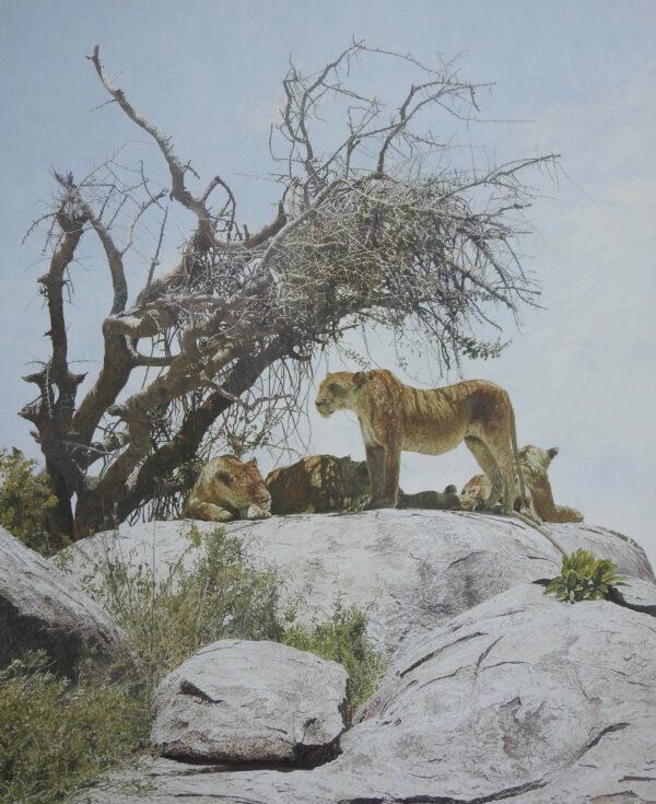 In “The Sentry” by artist Garth Swift, a lioness on a granite outcrop keeps watch while the rest of the pride shelters under a gnarly tree, away from the intense midday sun. A rare hot wind breaks the still air, and the warning trill of the go-away-bird sounds out across the land, Swift said in his artist’s statement. Swift’s pale palette captures the African heat well. And having grown up in Zimbawe, he’d be familiar with the lay of the land and the bird’s eerie alarm warning all other animals on the savanna of the pride’s presence. Short-listed finalist in the Animal Behavior category: "The Sentry” by Garth Swift (South Africa). Oil painting; 39 3/8 inches by 48 inches. (Courtesy of DSWF)