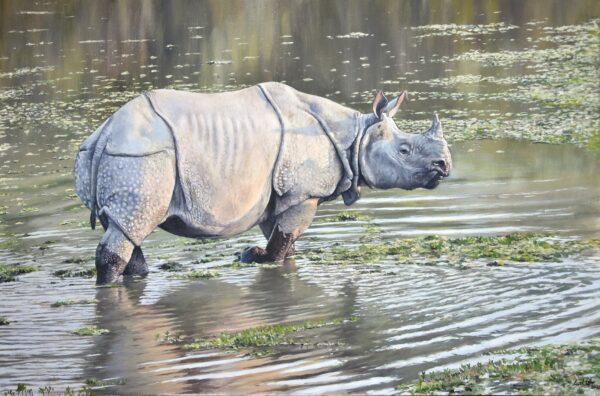 "Graceful" wouldn’t be a word normally associated with a rhino, but award-winning wildlife artist Neal Griffin has managed to paint one. In Griffin’s “One Horned Rhino” painting, a rhino slowly wades through shallow water. Sunlight showers down on the animal’s tough skin, illuminating a patchwork of pretty textures. We can almost hear the moving water, and the bird and insect chatter beyond the scene shown. Griffin derived the composition from a friend’s photograph he’d taken on a trip to India. The painting shows what Griffin excels at: capturing the essence of a subject through light, form, and movement. Short-listed finalist in the Facing Extinction category: “One Horned Rhino” by Neal Griffin (UK). Oil painting; 29 7/8 inches by 20 1/8 inches. (Courtesy of DSWF)