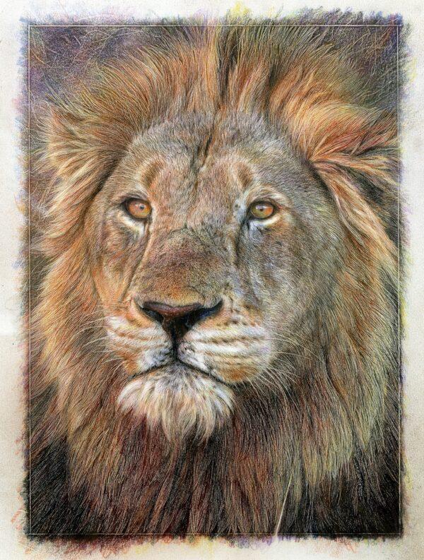 Short-listed finalist in the Animal Behavior category: “King of the Serengeti” by Nick Day (UK). Colored pencil drawing; 11 3/4 inches by 15 3/4 inches. (Courtesy of DSWF)