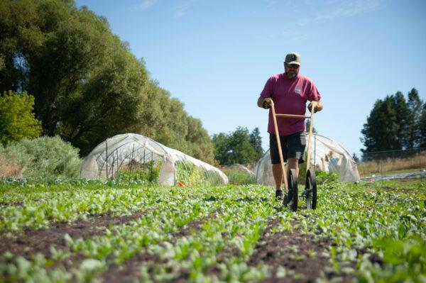 Veteran and farm manager Grant Weber weeds a spinach row. (Courtesy of Vets on the Farm)