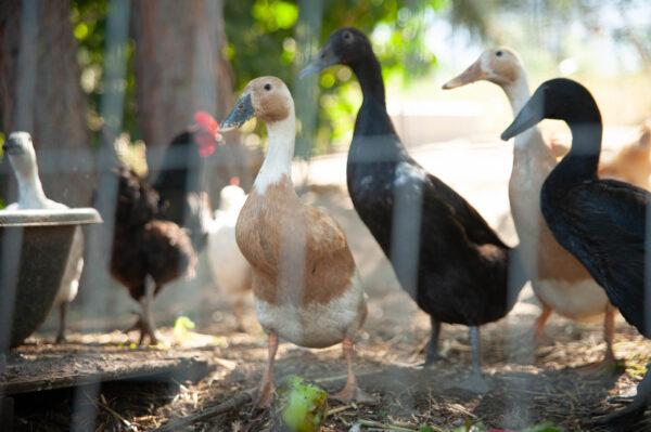 Ducks at Vets on the Farm. (Courtesy of Vets on the Farm)