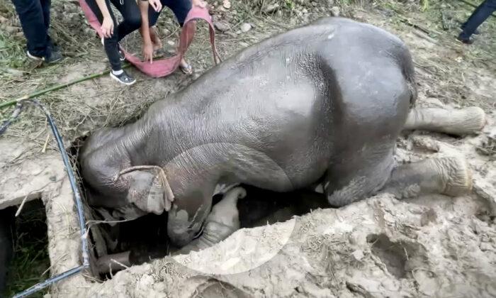 Mother Elephant Falls Into Drain While Protecting Calf, But Park Rangers Use Crane to Rescue Her, Perform CPR