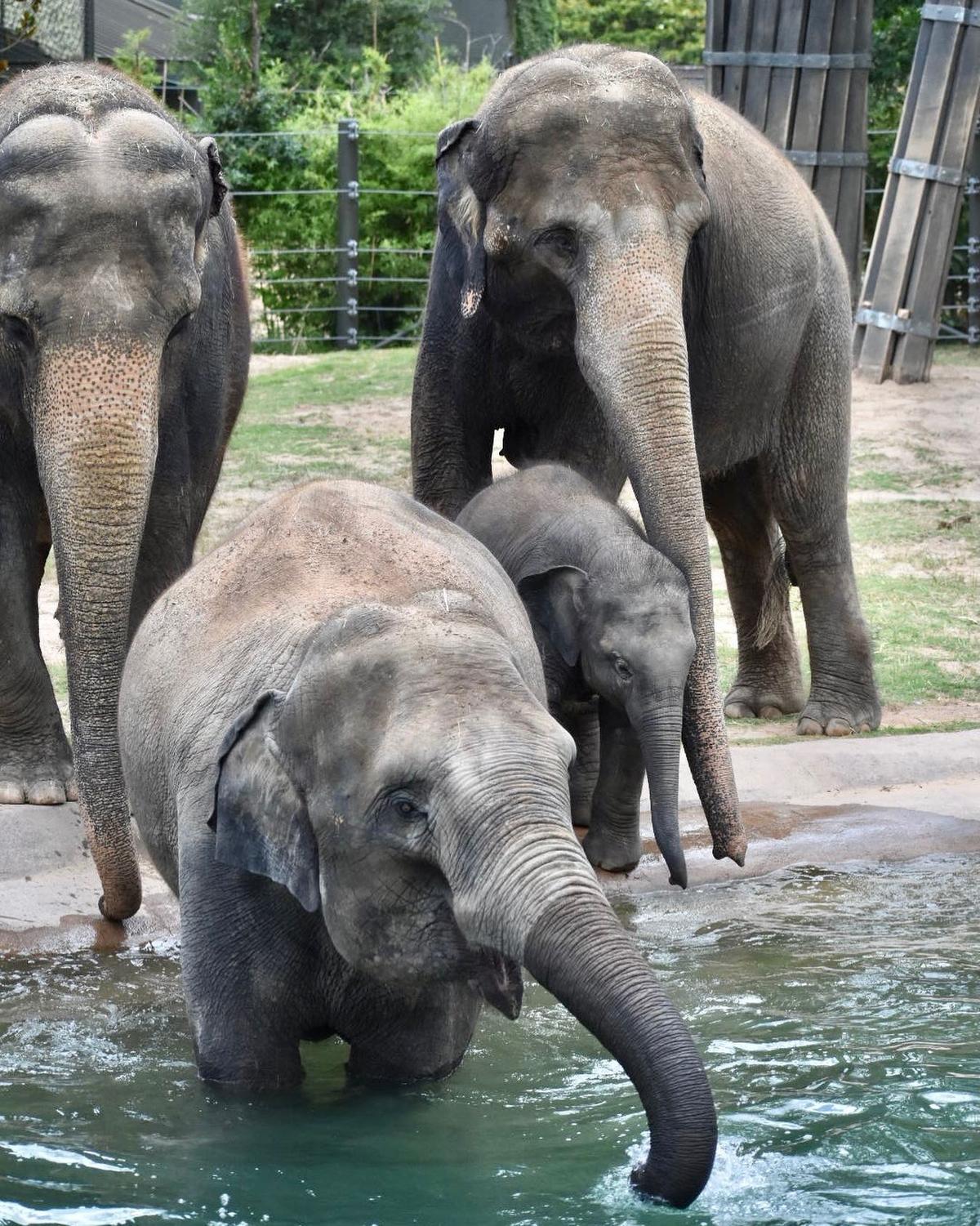 Brazos with Belle. (Courtesy of <a href="https://www.fortworthzoo.org/">Fort Worth Zoo</a>)