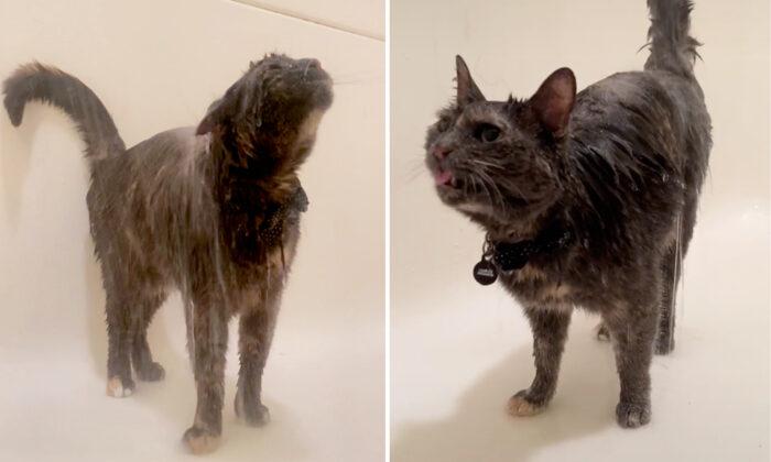 VIDEO: ‘Unique’ Cat Has Gone Viral for Her Funny and Cute Obsession With Taking Showers