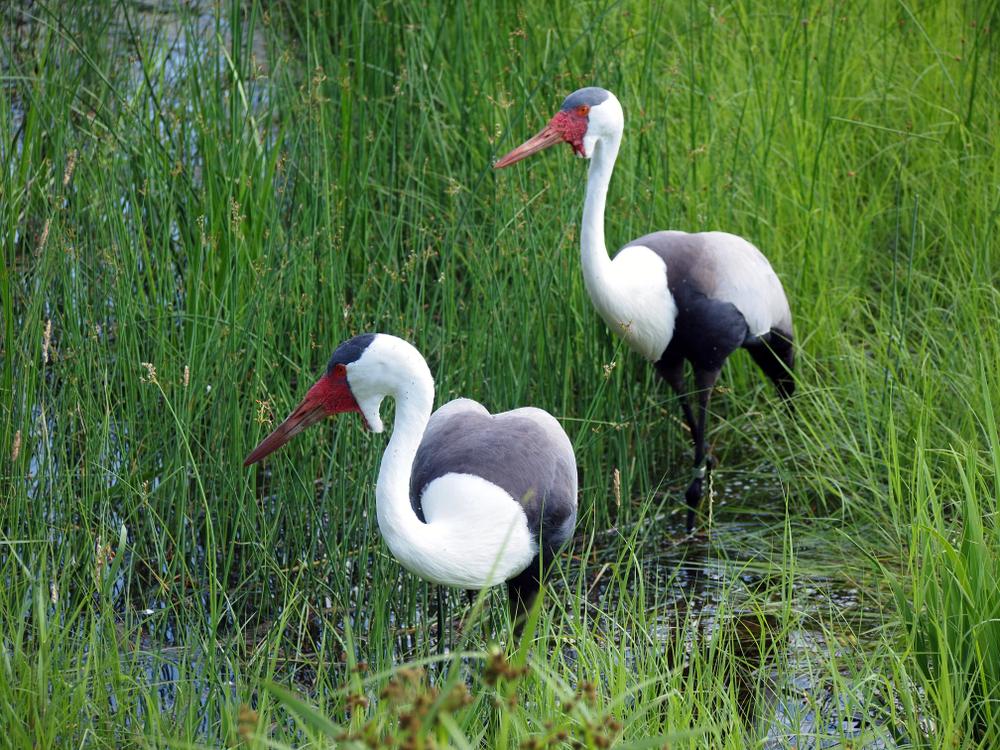 A pair of two wattled cranes at the International Crane Foundation. (T-I/Shutterstock)