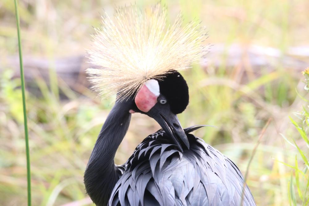 Black-crowned crane at the International Crane Foundation. (Susan Burgard/Shutterstock)
