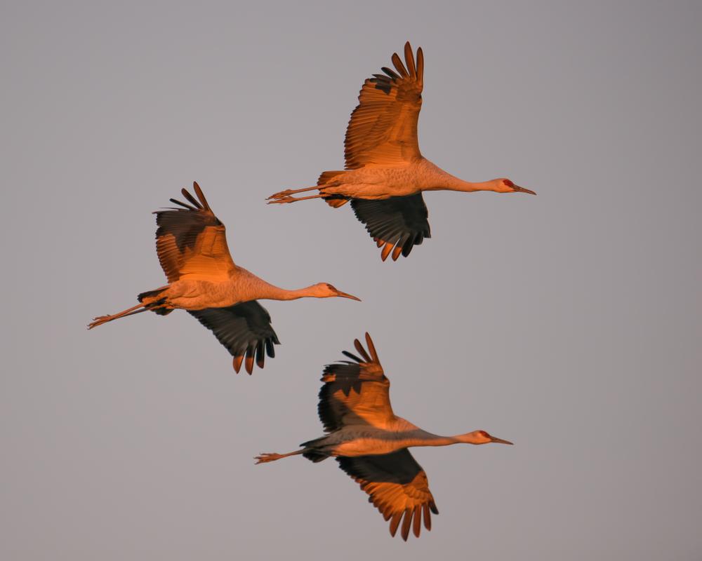 A group of sandhill cranes in the Crex Meadows Wildlife Area in northern Wisconsin. (natmac stock/Shutterstock)