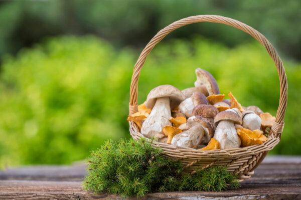 Norwegian participants aged 70 to 74 years has shown that a higher intake of mushrooms can improve cognitive performance. (godi photo/shutterstock)