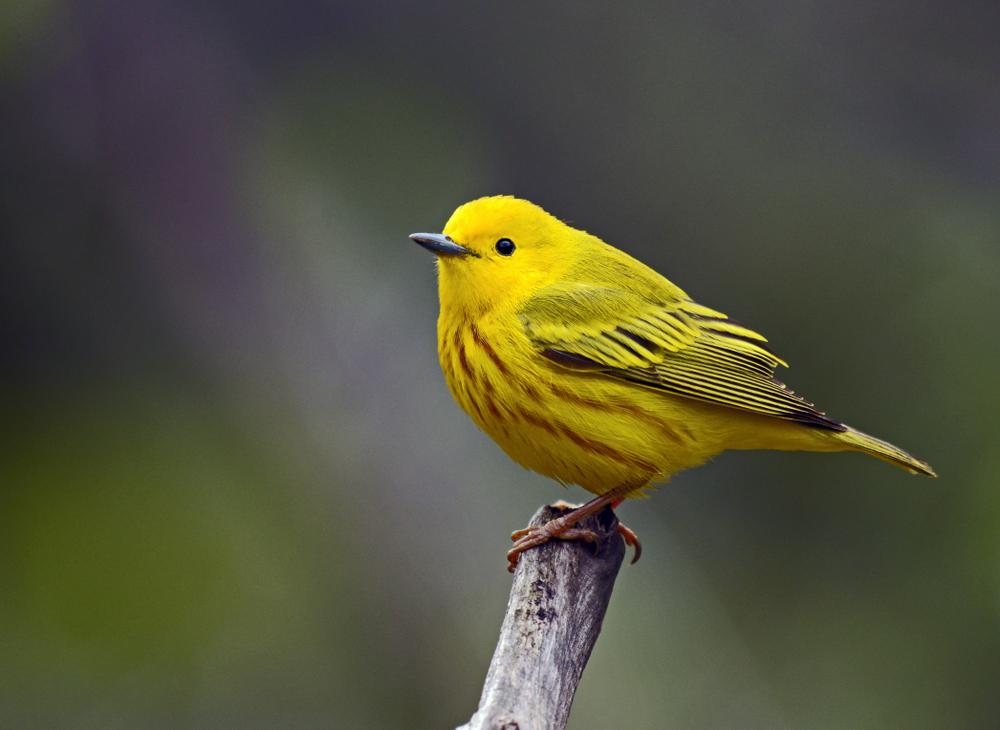 A yellow warbler. (Michelle Nyss/Shutterstock)
