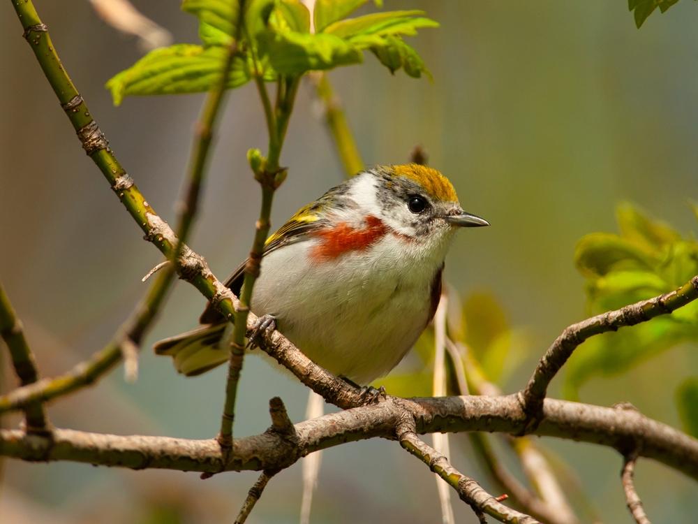 A chestnut-sided warbler. (Gerald A. DeBoer/Shutterstock)