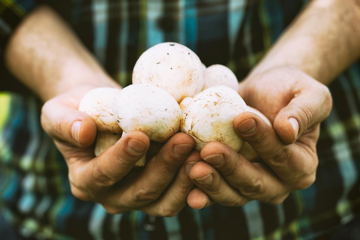 How Mushrooms Help Protect Your Brain