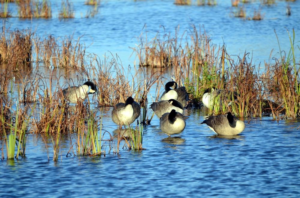 Canadian geese asleep in Horicon Marsh. (KBitto/Shutterstock)