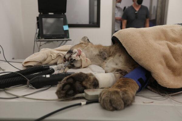 A young male mountain lion, which officials say was shot by police earlier in the day in Hollister, Calif., awaits emergency surgery in the radiology room at the Oakland Zoo in Oakland, Calif., on Aug. 26, 2022. (Nathan Frandino/Reuters)