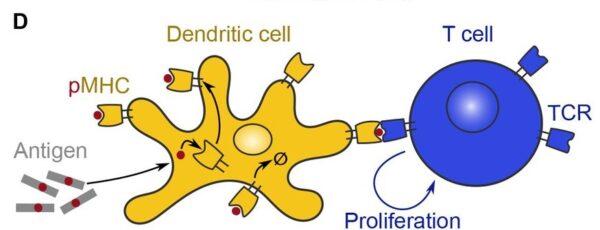 A dendritic cell (antigen presenting cell) presenting a piece of bacteria or virus to a T cell (adaptive immune cell). Modified figure of "limitation of T cell expansion by antigen decay can explain the power-law dependence of fold expansion on the initial number of cognate T cells" by N. Wingreen and affiliates, https://www.biorxiv.org/content/10.1101/377036v1.full, the material is available under Public License creativecommons.org/licenses/by/4.0. (Courtesy of Wingreen et al)