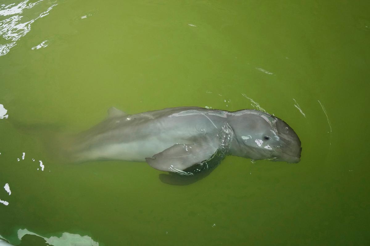 A baby dolphin named Paradon swims at the Marine and Coastal Resources Research and Development Center in Rayong Province in eastern Thailand. (Courtesy of Sakchai Lalit via AP)