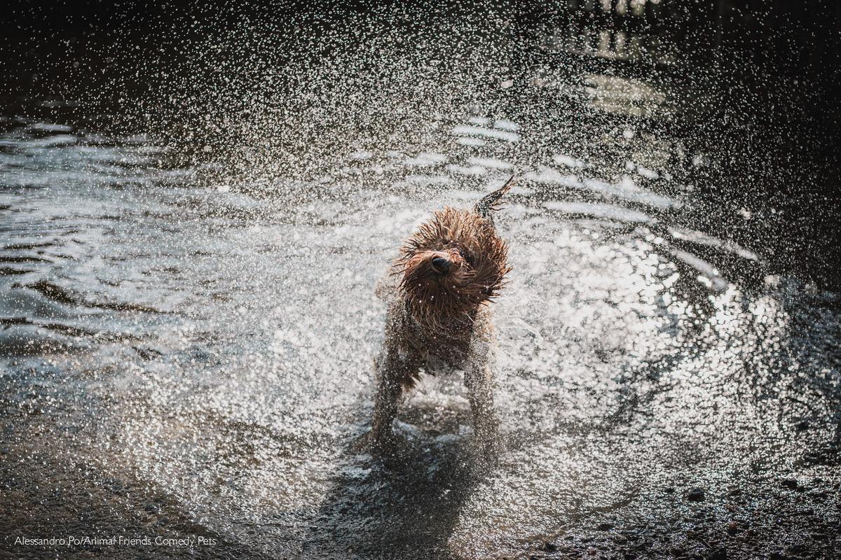 "Brought Max to the lake and caught him just out of the water with an amazing shake off. His face looks like a hedgehog." (Courtesy of Alessandro Po/<a href="https://www.facebook.com/AnimalFriendsPetInsurance">Animal Friends Comedy Pets</a>)