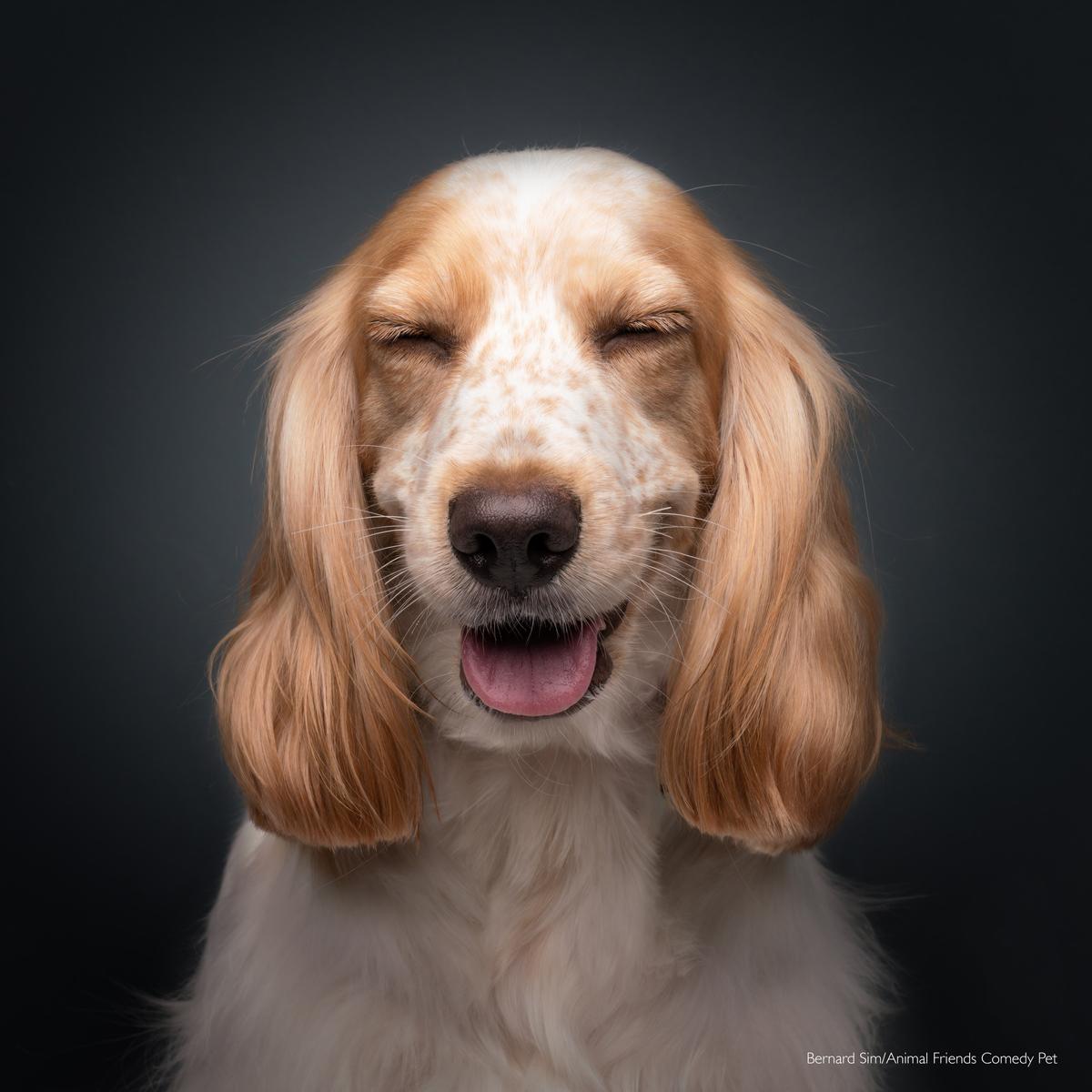 "Popcorn is a rather shy dog and keeps looking away from the camera. Had to shoot a lot to get some usable ones and of course bloopers included." (Courtesy of Bernard Sim/<a href="https://www.facebook.com/AnimalFriendsPetInsurance">Animal Friends Comedy Pets</a>)