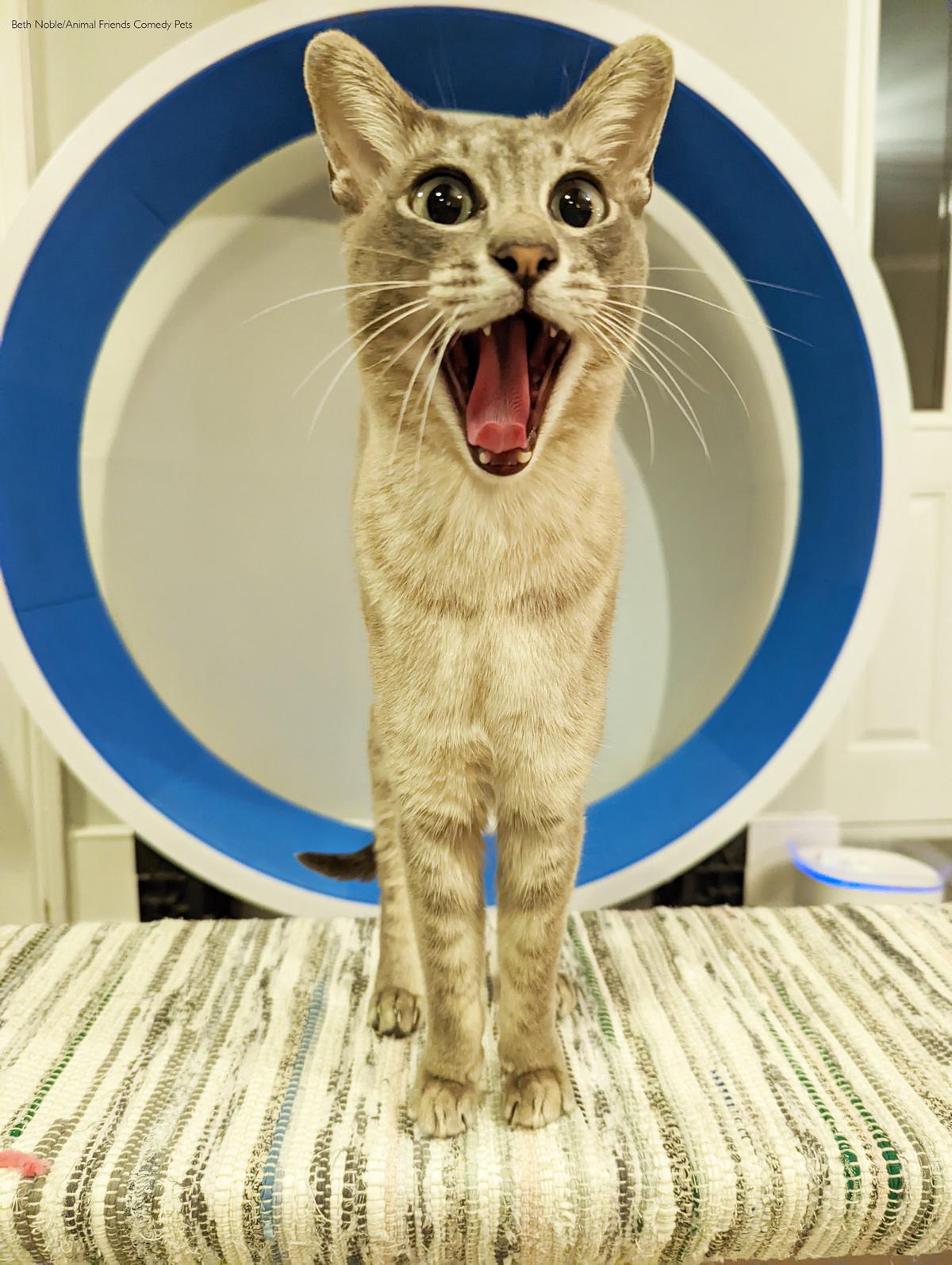 "CK shows his surprised face." (Courtesy of Beth Noble/<a href="https://www.facebook.com/AnimalFriendsPetInsurance">Animal Friends Comedy Pets</a>)