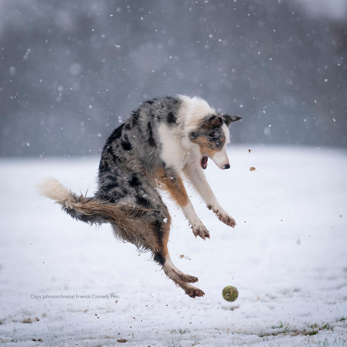 "This is Star playing in the snow in a local field and getting surprised by a passing tennis ball." (Courtesy of Christopher Johnson/<a href="https://www.facebook.com/AnimalFriendsPetInsurance">Animal Friends Comedy Pets</a>)