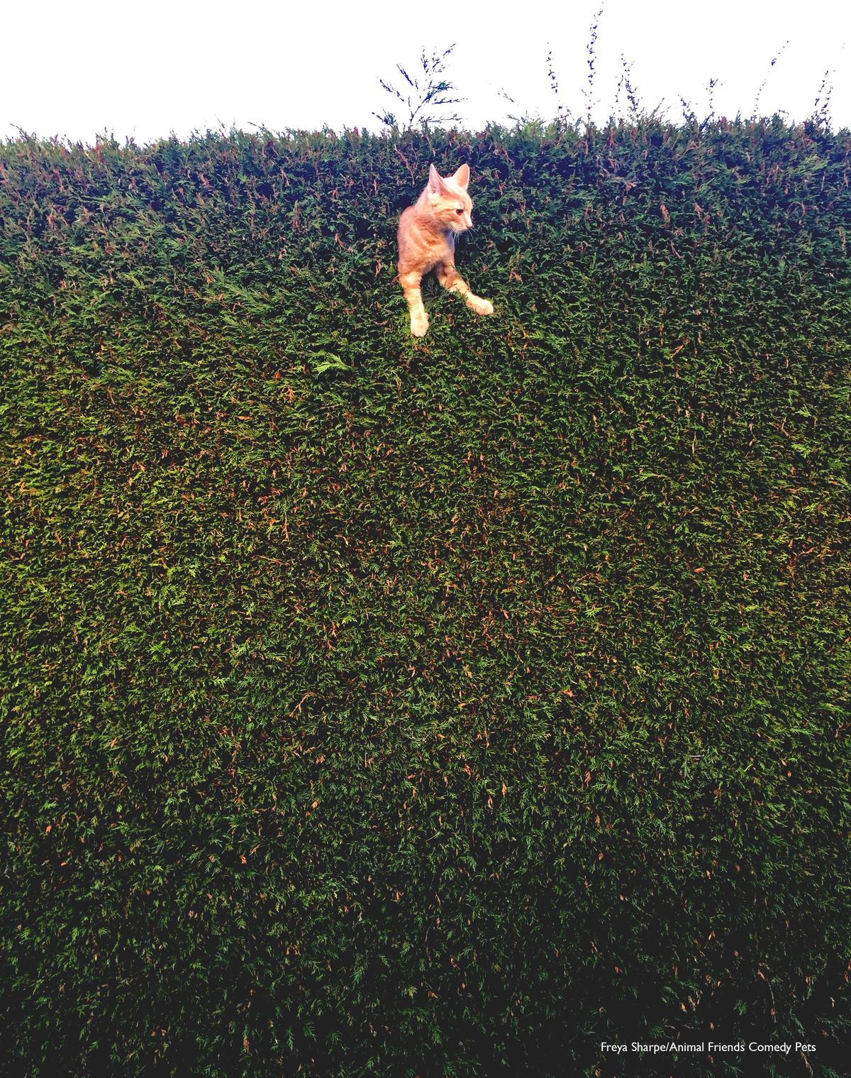 "We had gone out for the day and came home to find our kitten Jack had got stuck in the hedge!" (Courtesy of Freya Sharpe/<a href="https://www.facebook.com/AnimalFriendsPetInsurance">Animal Friends Comedy Pets</a>)