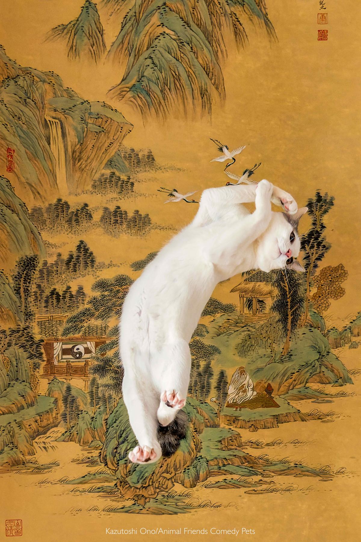 "He is my lovely kitty that is rescued from my local cat care facility. I wanted to create some Japanese image with my kitty so that I made him jumping behind a hanging scroll using a cat toys. It reminds me that there is a famous Japanese story 'Tiger is popping out folding screen’" (Courtesy of Kazutoshi Ono/<a href="https://www.facebook.com/AnimalFriendsPetInsurance">Animal Friends Comedy Pets</a>)