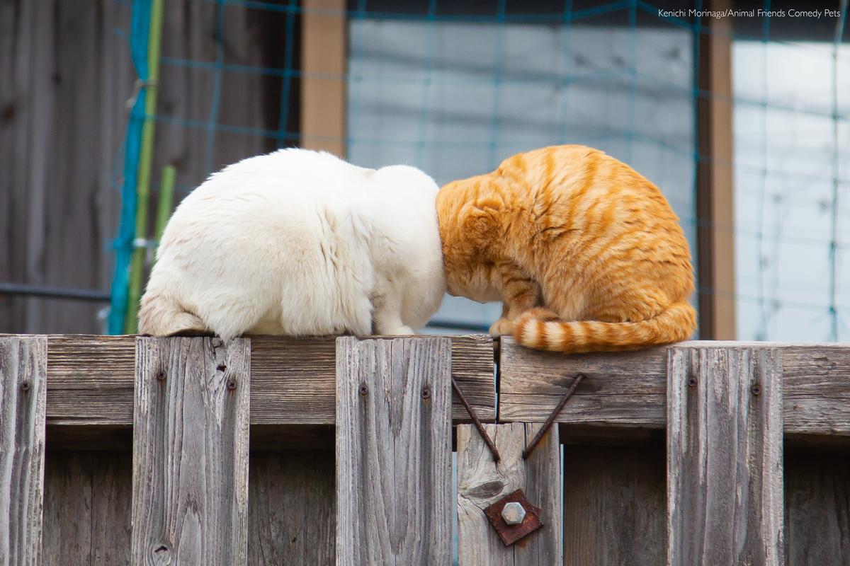 "Cats are bumped on the wall suddenly. It was like a cartoon 'bamped boom boom.' So funny moment." (Courtesy of Kenichi Morinaga/<a href="https://www.facebook.com/AnimalFriendsPetInsurance">Animal Friends Comedy Pets</a>)