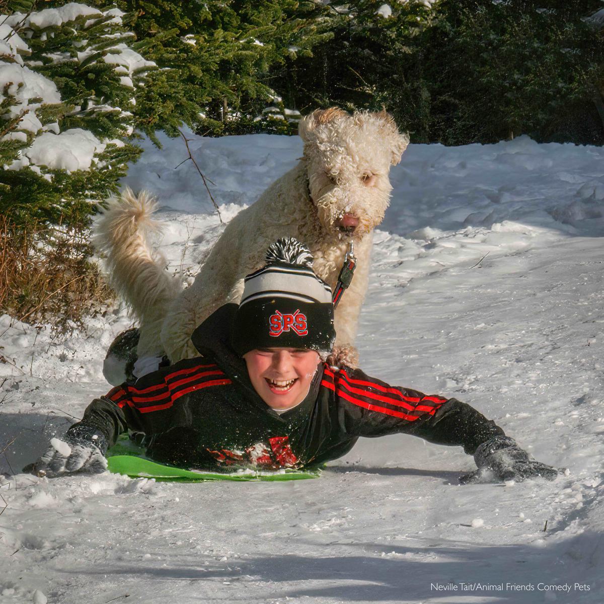 "While we were in Canada over Christmas it snowed quite heavily. Our Grandson' Bowen's dog, Oscar, loved running around in the snow and when Bowen jumped on a piece of plastic to slide down the hill, Oscar bounded after him and jumped on his back." (Courtesy of Neville Tait/<a href="https://www.facebook.com/AnimalFriendsPetInsurance">Animal Friends Comedy Pets</a>)