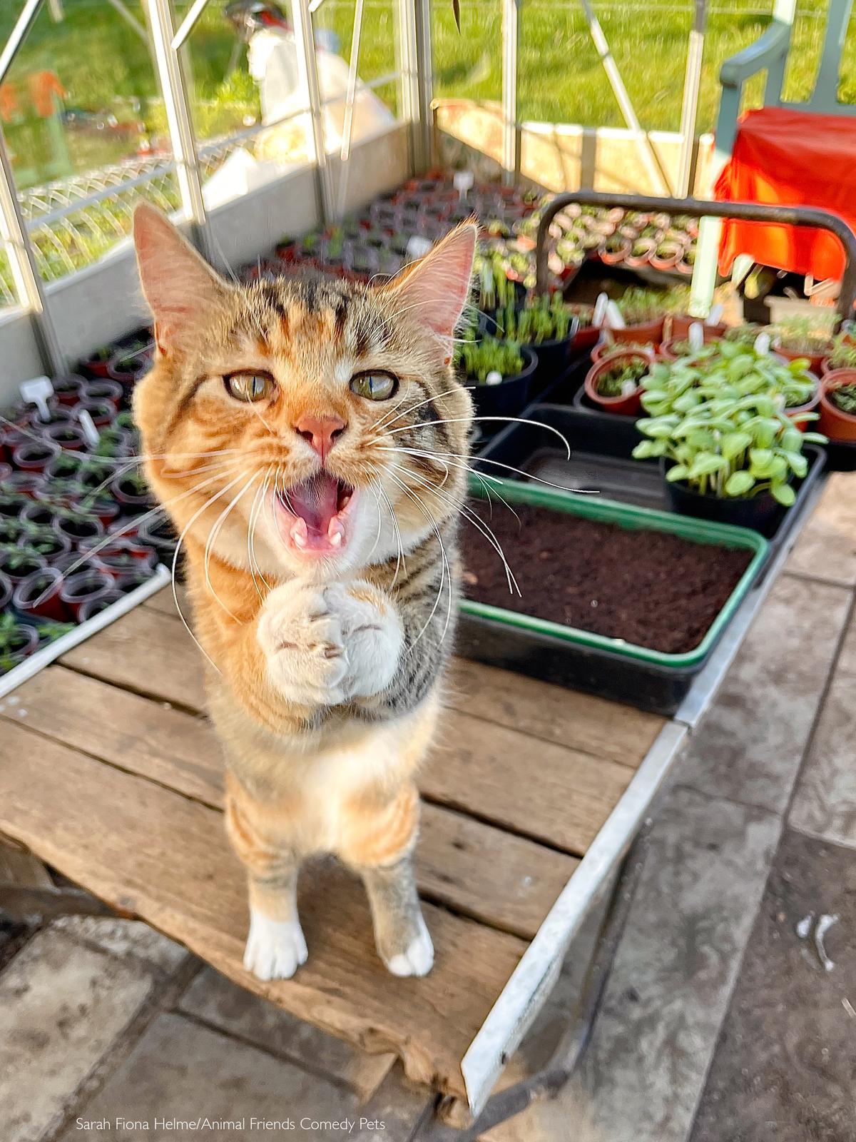 "Rosie was helping me in the greenhouse and decided to try, in her most engaging way, (and with the help of the wheelbarrow to stand on), to persuade me into giving her some of her favorite treats—which, being a lowly cat servant with no willpower, I did!" (Courtesy of Sarah Fiona Helme/<a href="https://www.facebook.com/AnimalFriendsPetInsurance">Animal Friends Comedy Pets</a>)