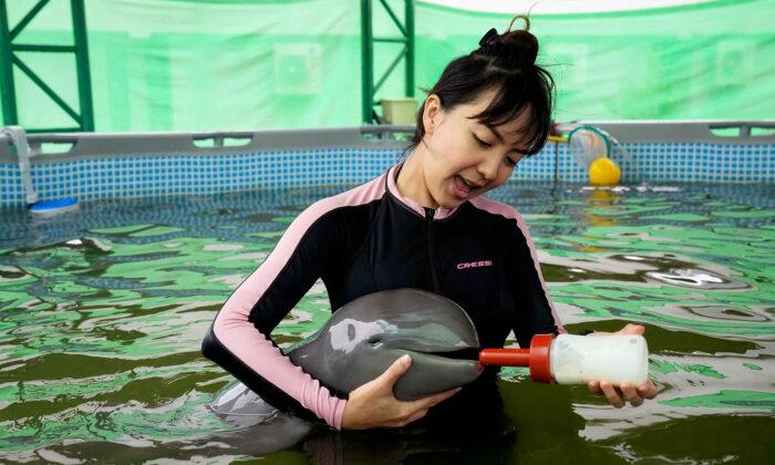 Sick Dolphin Calf With ‘Low’ Survival Chances Is Nursed Back to Health After He Was Found Drowning