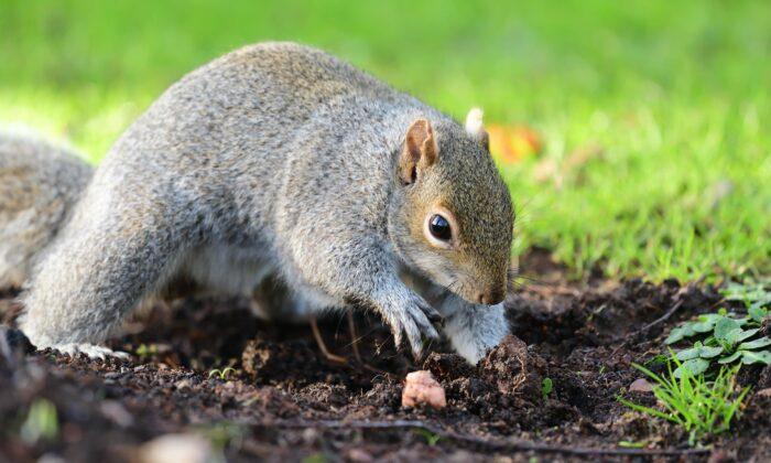 Placentia Bans Feeding Wildlife to Lessen Squirrel Population