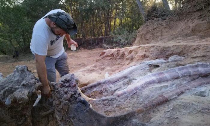 Paleontologists Unearth Fossil of Largest Dinosaur Ever Found in Europe From Man’s Back Garden in Portugal