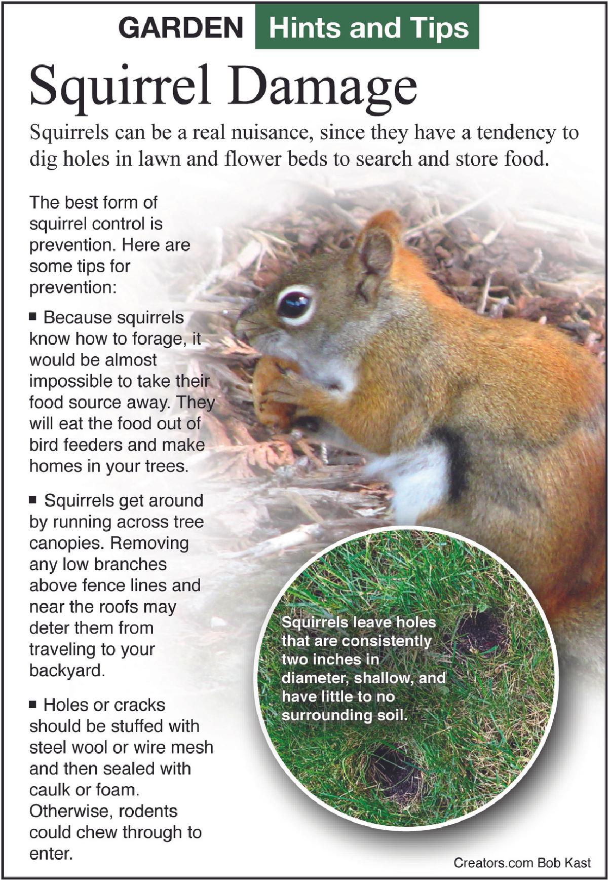 squirrel damage tip sheet