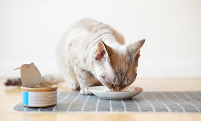 Hyperthyroidism Is Common in Older Cats