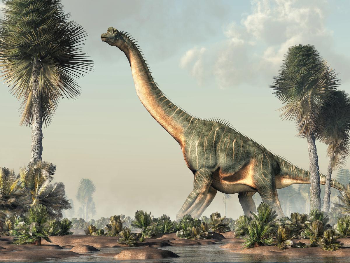 An artist's illustration of a brachiosaur of the Brachiosauridae family of sauropod. (Daniel Eskridge/Shutterstock)