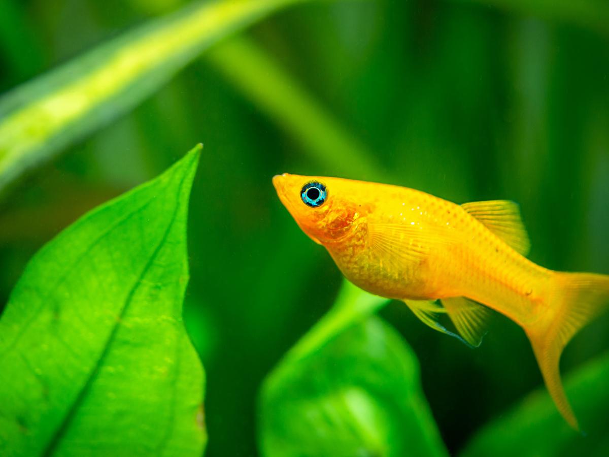 Yellow molly fish (Poecilia sphenops) swimming in a fish tank. (Joan Carles Juarez)