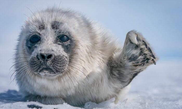 Photos: Photographer’s Dream Encounter With Seal Pup in Russia’s Freezing Lake Baikal