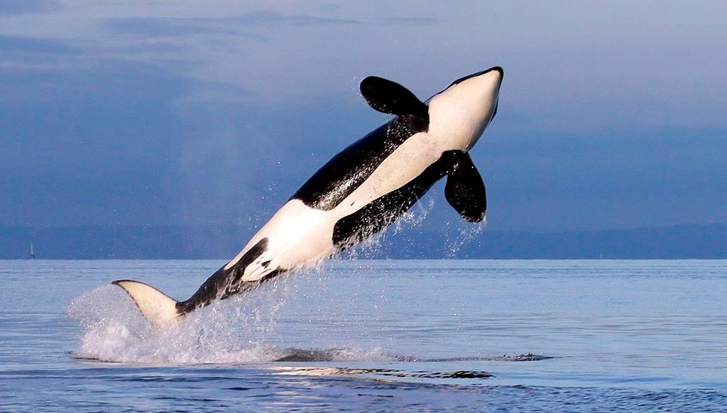 Group Has Close Encounter With Shore-Skimming Orca Pod in BC