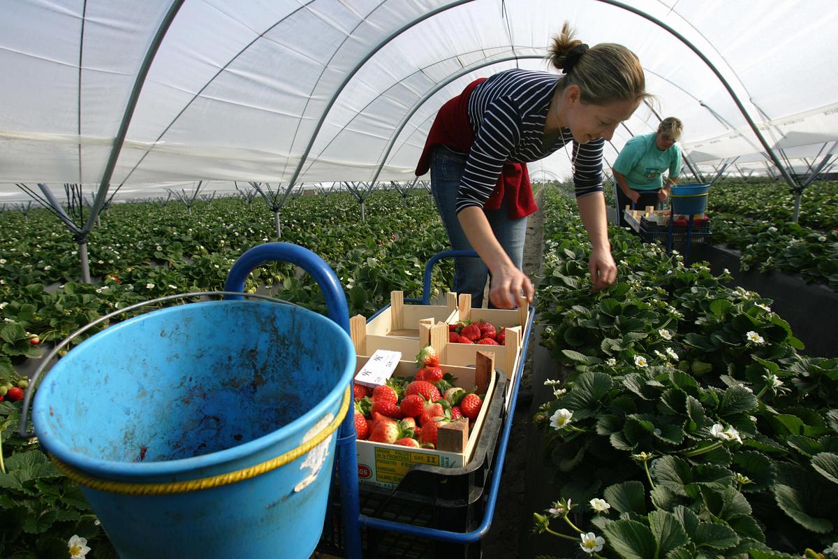 A picture shows a Bulgarian worker (L) at a strawberry greenhouse in Palos de la Frontera, Huelva, southern Spain, Feb. 17, 2006. (Samuel Aranda/AFP via Getty Images)